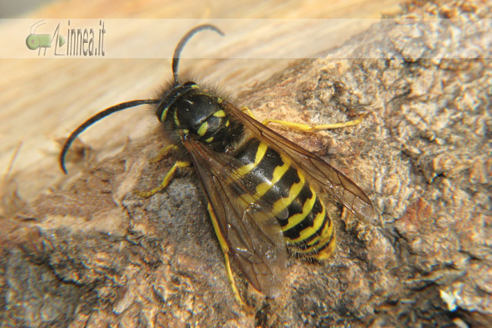 Dolichovespula sylvestris